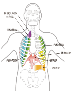 【呼吸筋の種類と体幹の関連性】